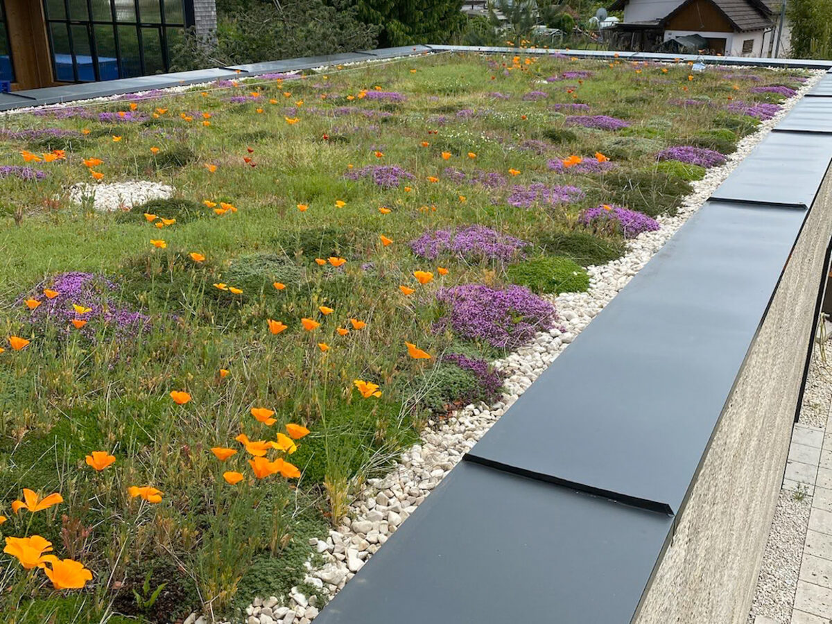 Blühwiesen – Aivisto